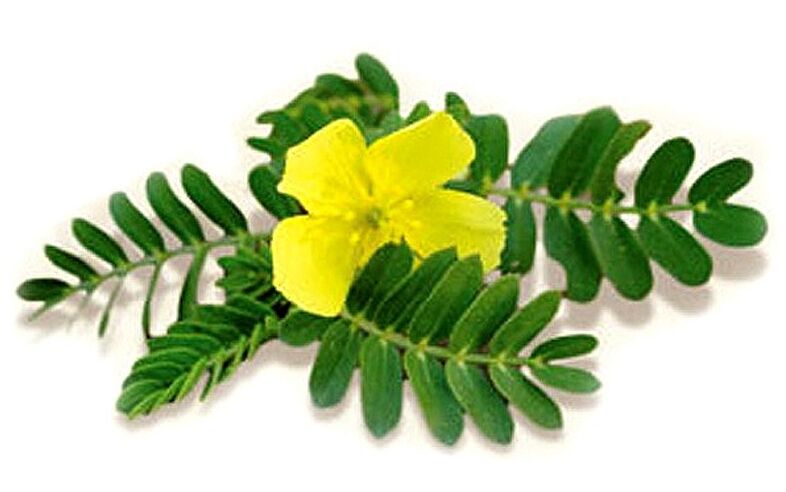 Gluconol conține Tribulus terrestris